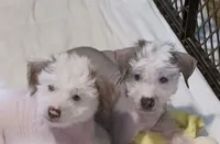 Zippy, a male Chinese Crested for sale in Ottumwa, IA – 4 of 7