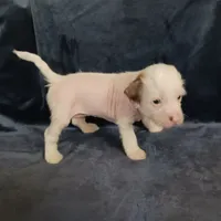 Zuzu, a female Chihuahua and Chinese Crested for sale in Ottumwa, IA – 2 of 6