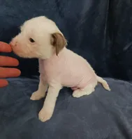 Zuzu, a female Chihuahua and Chinese Crested for sale in Ottumwa, IA – 6 of 6