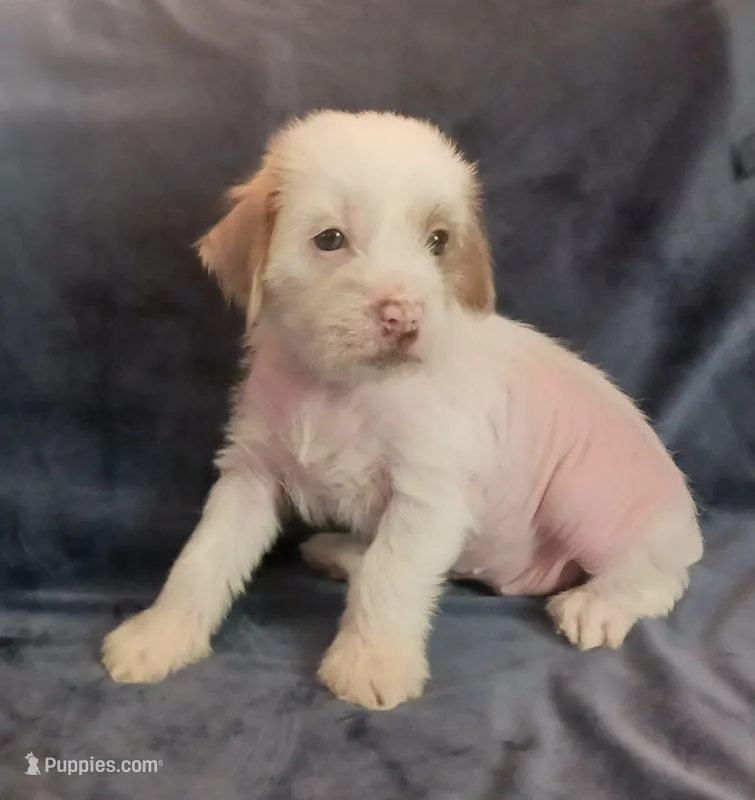 Zara – Chihuahua, Chinese Crested puppy for sale in Ottumwa, IA
