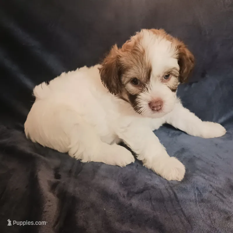 Zola – Chihuahua, Chinese Crested puppy for sale in Ottumwa, IA