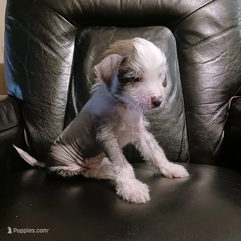 Zippy – Chinese Crested puppy for sale in Ottumwa, IA