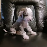 Zippy, a male Chinese Crested for sale in Ottumwa, IA – 1 of 3