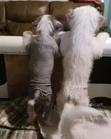 Zippy, a male Chinese Crested for sale in Ottumwa, IA – 2 of 7