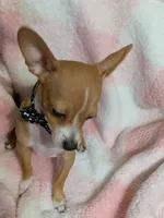 Teddy, a male Chihuahua for sale in Ottumwa, IA – 1 of 4