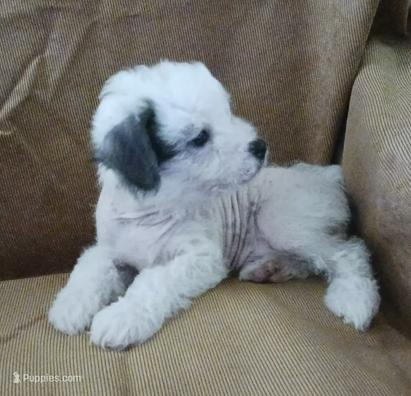 Ziggy – Chihuahua, Chinese Crested puppy for sale in Ottumwa, IA