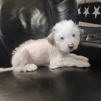 Zuzu, a female Chihuahua and Chinese Crested for sale in Ottumwa, IA – 3 of 9