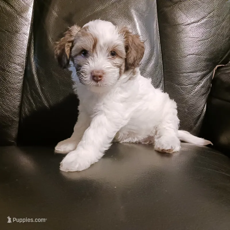 Zola – Chihuahua, Chinese Crested puppy for sale in Ottumwa, IA