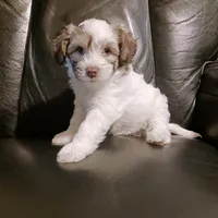 Zola, a female Chihuahua and Chinese Crested for sale in Ottumwa, IA – 1 of 6