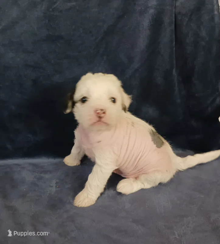 Ziggy – Chihuahua, Chinese Crested puppy for sale in Ottumwa, IA
