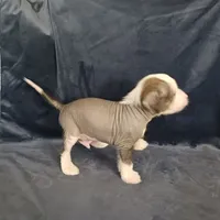 Zippy, a male Chinese Crested for sale in Ottumwa, IA – 3 of 3