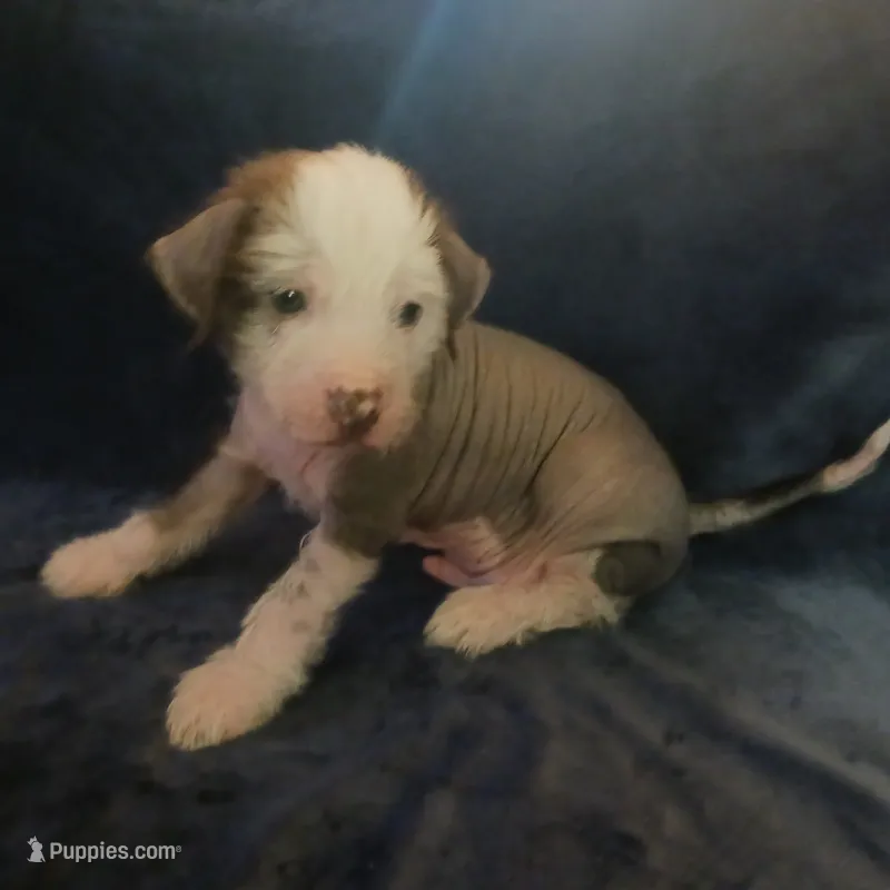 Zippy – Chihuahua, Chinese Crested puppy for sale in Ottumwa, IA