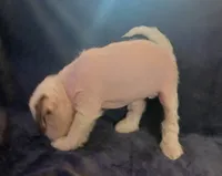 Zuzu, a female Chihuahua and Chinese Crested for sale in Ottumwa, IA – 7 of 9