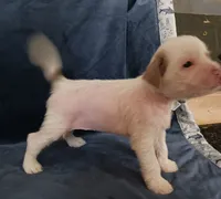 Zara, a female Chihuahua and Chinese Crested for sale in Ottumwa, IA – 6 of 8