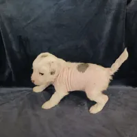 Ziggy, a male Chihuahua and Chinese Crested for sale in Ottumwa, IA – 5 of 5