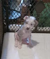 Zippy, a male Chinese Crested for sale in Ottumwa, IA – 5 of 7