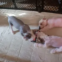 Zippy, a male Chihuahua and Chinese Crested for sale in Ottumwa, IA – 6 of 9
