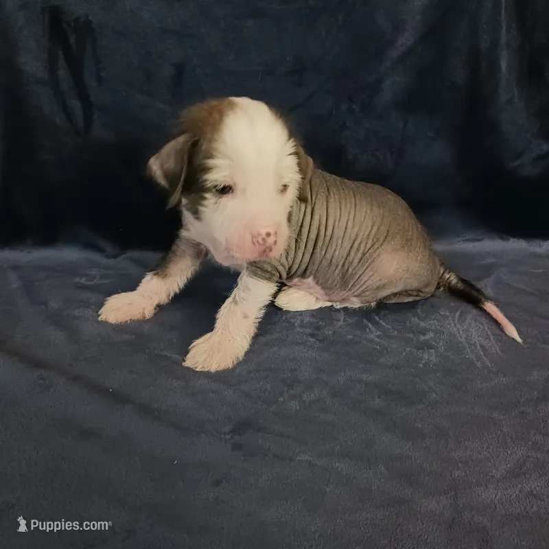 Zippy – Chihuahua, Chinese Crested puppy for sale in Ottumwa, IA
