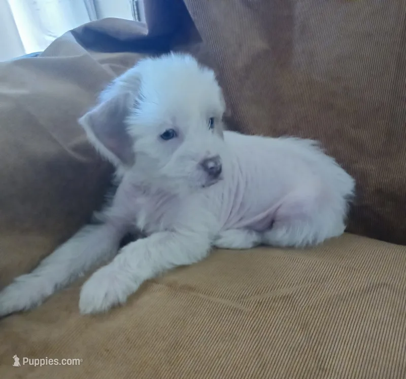 Zuzu – Chihuahua, Chinese Crested puppy for sale in Ottumwa, IA