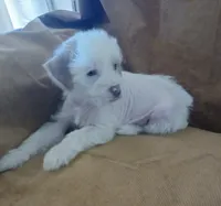 Zuzu, a female Chihuahua and Chinese Crested for sale in Ottumwa, IA – 1 of 9