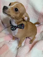 Teddy, a male Chihuahua for sale in Ottumwa, IA – 3 of 4