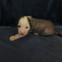 Zippy, a male Chihuahua and Chinese Crested for sale in Ottumwa, IA – 4 of 6