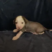 Zippy, a male Chihuahua and Chinese Crested for sale in Ottumwa, IA – 3 of 6