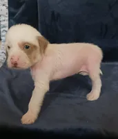 Zara, a female Chihuahua and Chinese Crested for sale in Ottumwa, IA – 8 of 8