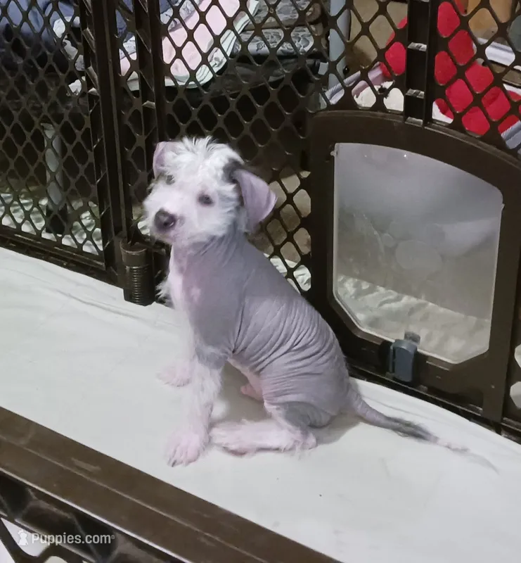 Zippy – Chihuahua, Chinese Crested puppy for sale in Ottumwa, IA