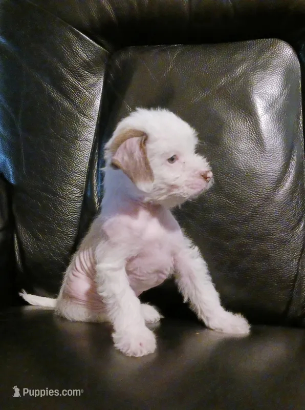 Zuzu – Chihuahua, Chinese Crested puppy for sale in Ottumwa, IA