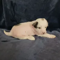 Ziggy, a male Chihuahua and Chinese Crested for sale in Ottumwa, IA – 2 of 5