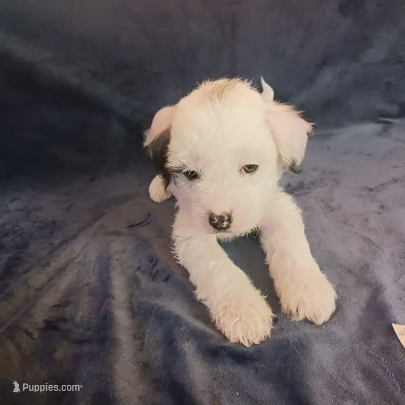 Ziggy – Chihuahua, Chinese Crested puppy for sale in Ottumwa, IA