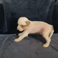 Zara, a female Chihuahua and Chinese Crested for sale in Ottumwa, IA – 2 of 8