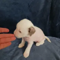 Zuzu, a female Chihuahua and Chinese Crested for sale in Ottumwa, IA – 5 of 6