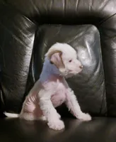 Zuzu, a female Chihuahua and Chinese Crested for sale in Ottumwa, IA – 4 of 9