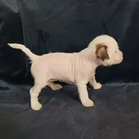 Zuzu, a female Chihuahua and Chinese Crested for sale in Ottumwa, IA – 3 of 6