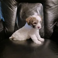 Zola, a female Chihuahua and Chinese Crested for sale in Ottumwa, IA – 2 of 6