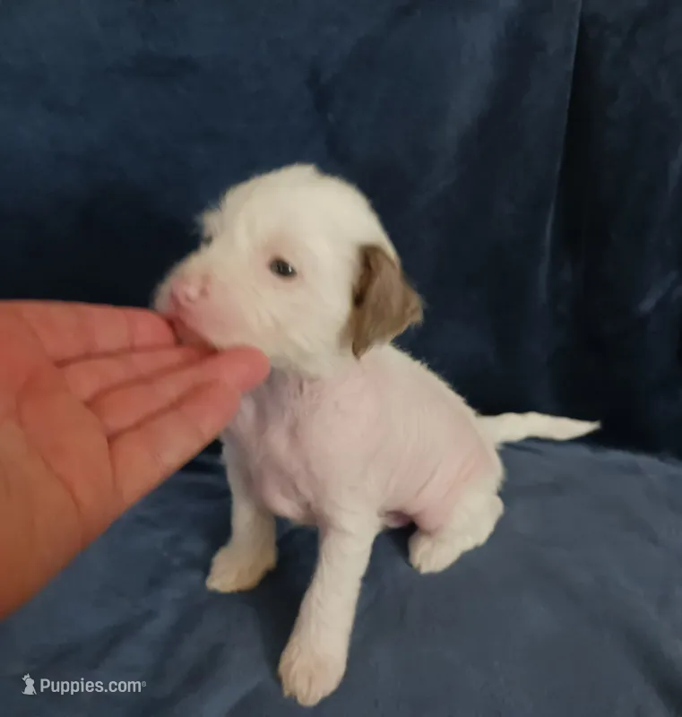 Zuzu – Chihuahua, Chinese Crested puppy for sale in Ottumwa, IA