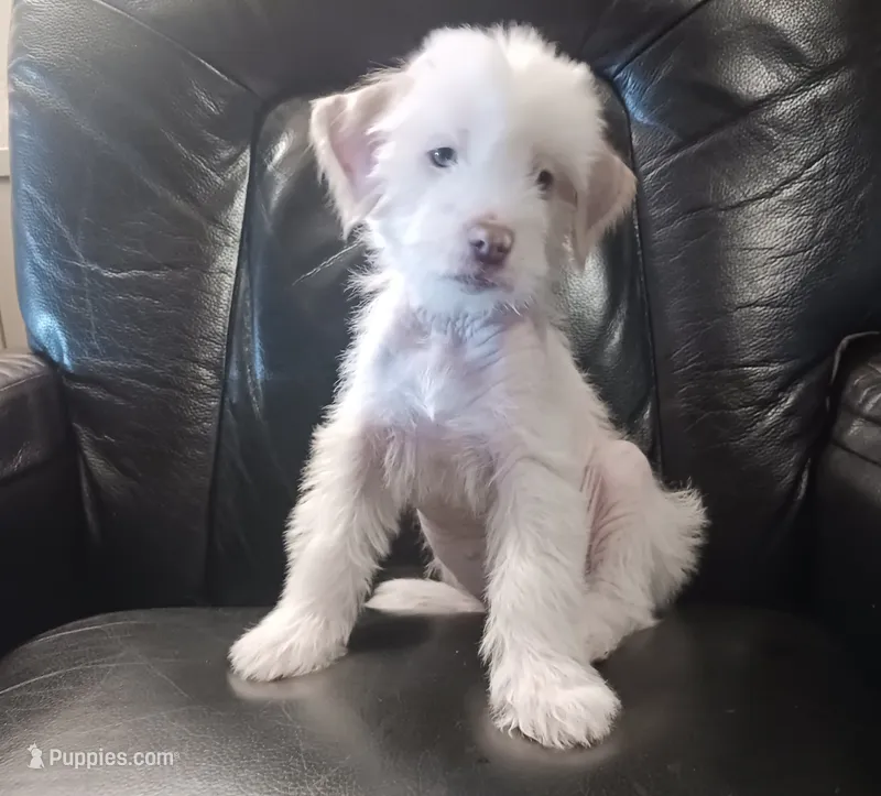 Zara – Chihuahua, Chinese Crested puppy for sale in Ottumwa, IA
