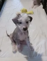 Zippy, a male Chihuahua and Chinese Crested for sale in Ottumwa, IA – 2 of 9
