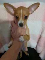 Teddy, a male Chihuahua for sale in Ottumwa, IA – 2 of 4