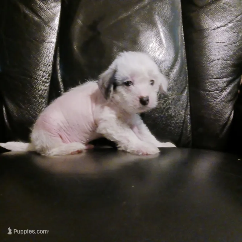 Ziggy – Chihuahua, Chinese Crested puppy for sale in Ottumwa, IA