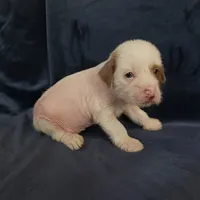 Zara, a female Chihuahua and Chinese Crested for sale in Ottumwa, IA – 4 of 8