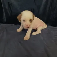 Zara, a female Chihuahua and Chinese Crested for sale in Ottumwa, IA – 3 of 8