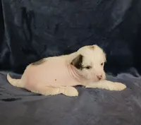 Ziggy, a male Chihuahua and Chinese Crested for sale in Ottumwa, IA – 3 of 5