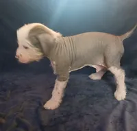 Zippy, a male Chinese Crested for sale in Ottumwa, IA – 2 of 3