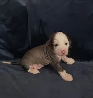 Zippy, a male Chihuahua and Chinese Crested for sale in Ottumwa, IA – 6 of 6