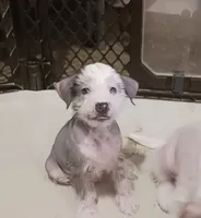 Zippy, a male Chinese Crested for sale in Ottumwa, IA – 3 of 7