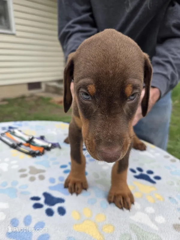 Blue – Doberman Pinscher puppy for sale in Half Way, MO