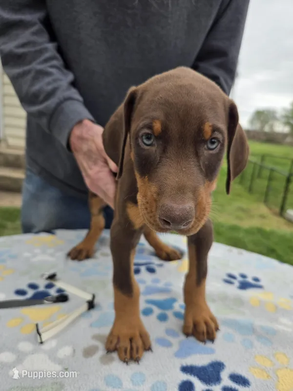 Black – Doberman Pinscher puppy for sale in Half Way, MO